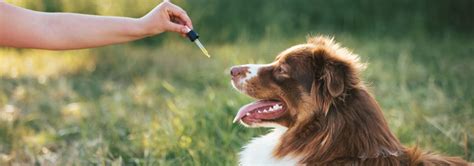 Vermifuge pour chien en pipette : comparatif 2024 